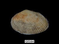 藏品(紫晃蛤)的圖片